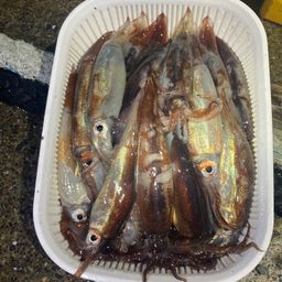 スルメイカ