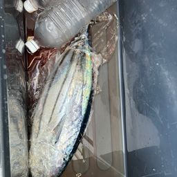 カツオ