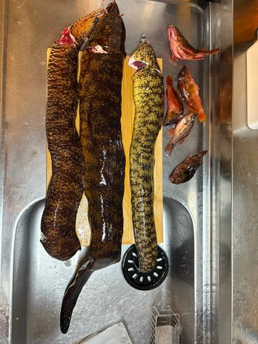 ウツボの釣果
