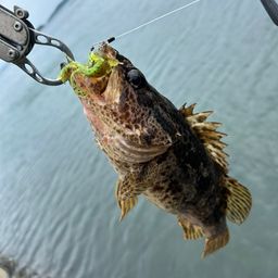 タケノコメバル