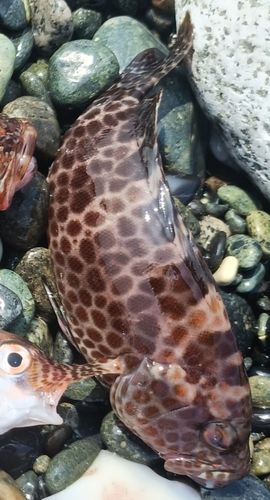 オオモンハタの釣果