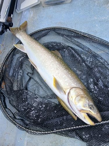 アメマスの釣果
