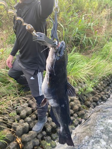 アメリカナマズの釣果