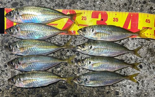 マアジの釣果