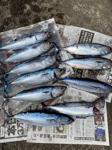 ソウダガツオの釣果