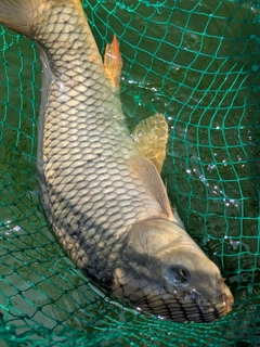 コイの釣果