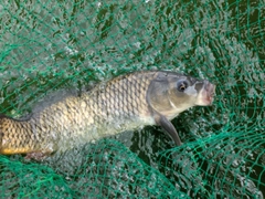 コイの釣果