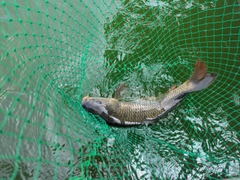 コイの釣果