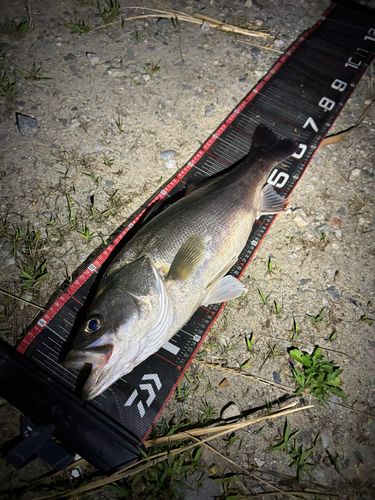 シーバスの釣果