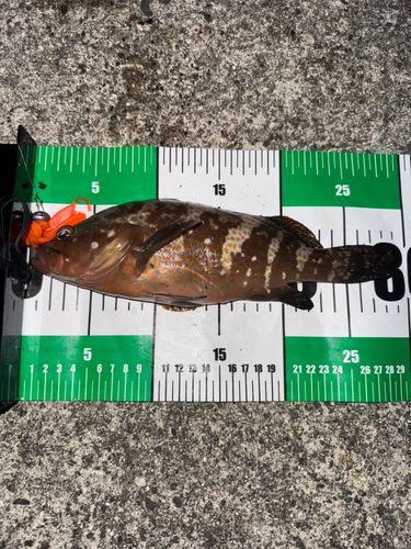 キジハタの釣果