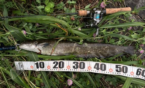 ナマズの釣果