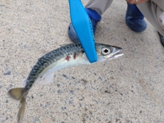 サバの釣果