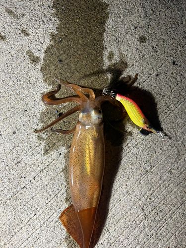 イカの釣果