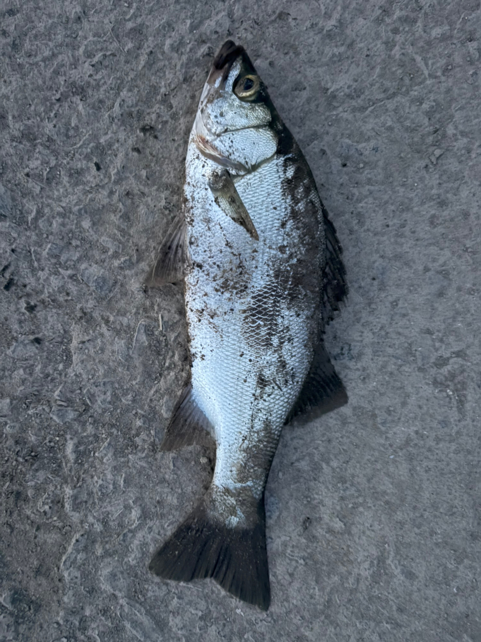 釣り好きタカ さんの 2025年07月07日のシーバスの釣り・釣果情報