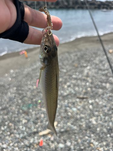 シロギスの釣果
