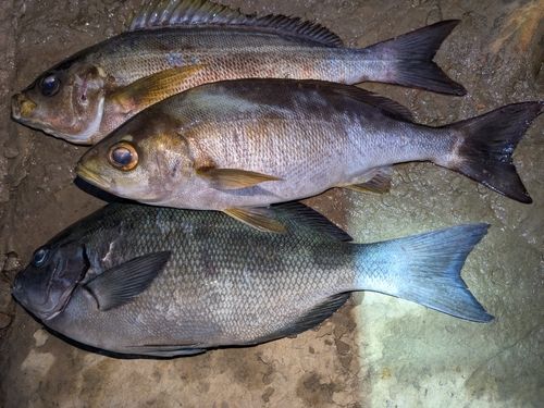 イサキの釣果