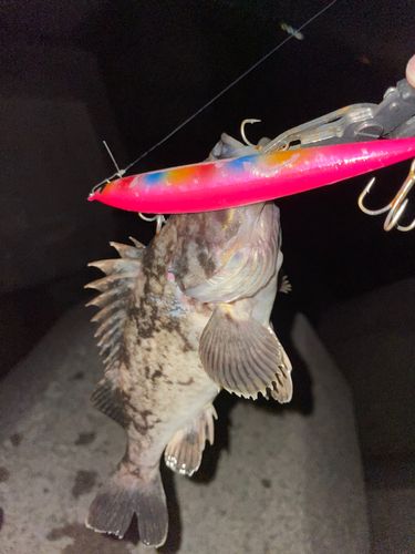 クロソイの釣果