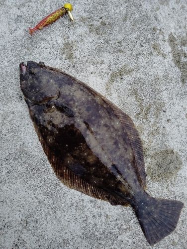 ヒラメの釣果