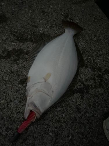 ヒラメの釣果