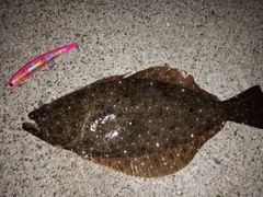 ヒラメの釣果