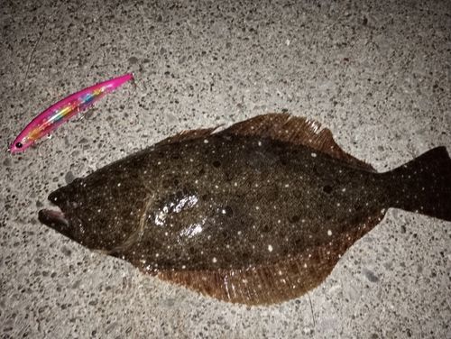 ヒラメの釣果