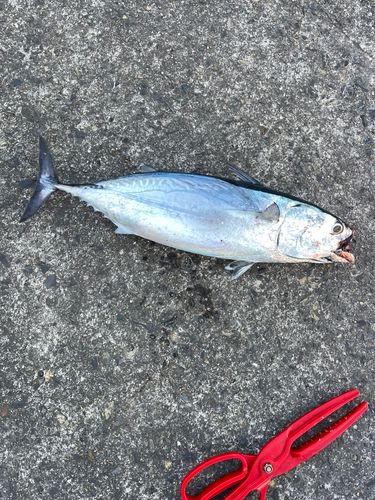 ヒラソウダの釣果