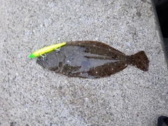 ヒラメの釣果