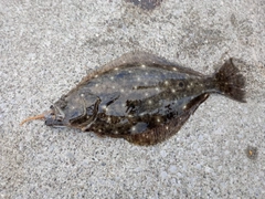 ヒラメの釣果