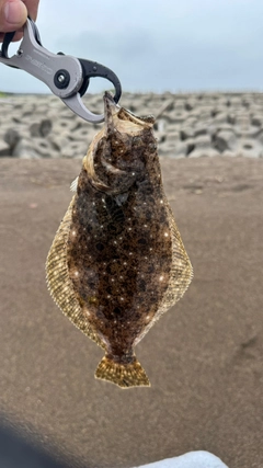 ソゲの釣果