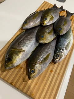 イサキの釣果