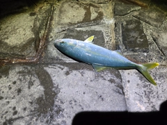 ワカシの釣果