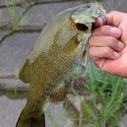 スモールマウスバス