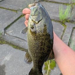 スモールマウスバス