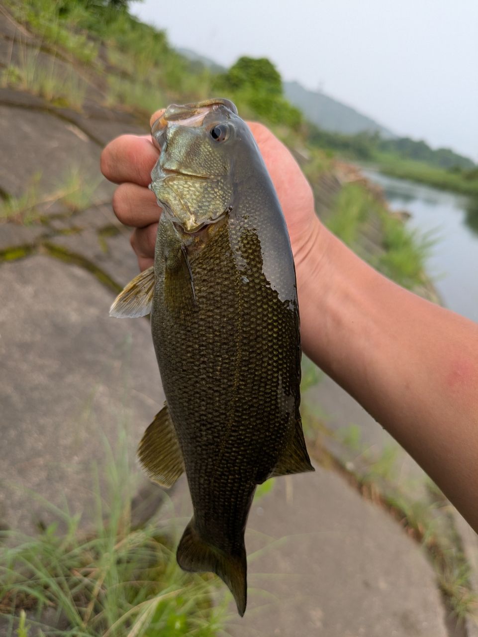 スモールマウスバス