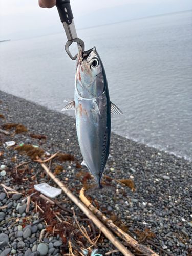 ソウダガツオの釣果