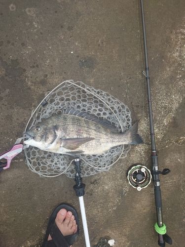 チヌの釣果