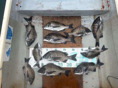 クロダイの釣果