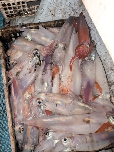 ケンサキイカの釣果