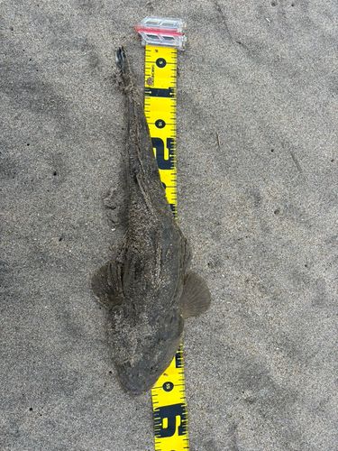 マゴチの釣果