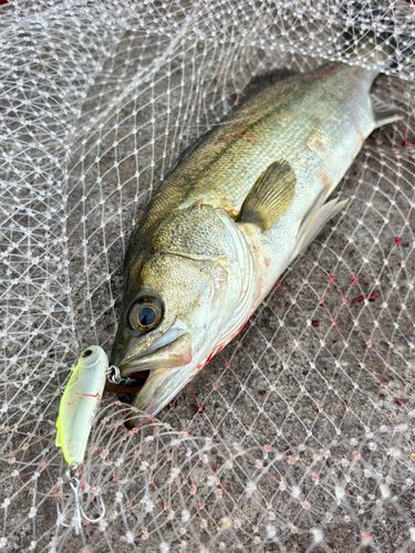 セイゴ（マルスズキ）の釣果