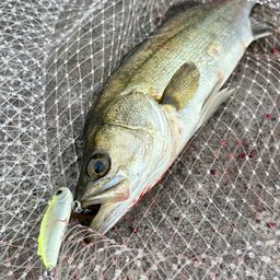 セイゴ（マルスズキ）