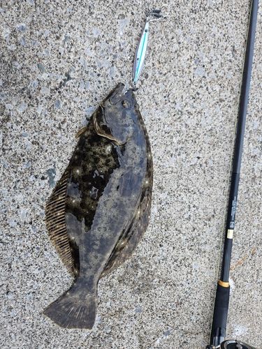 ヒラメの釣果