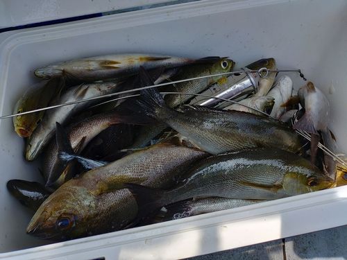 イサキの釣果