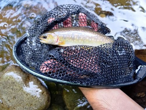 エゾイワナの釣果