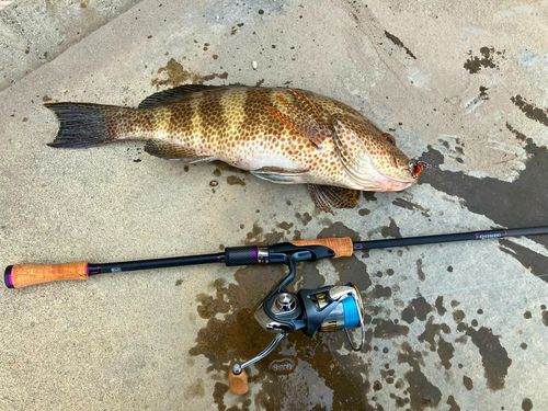 オオモンハタの釣果