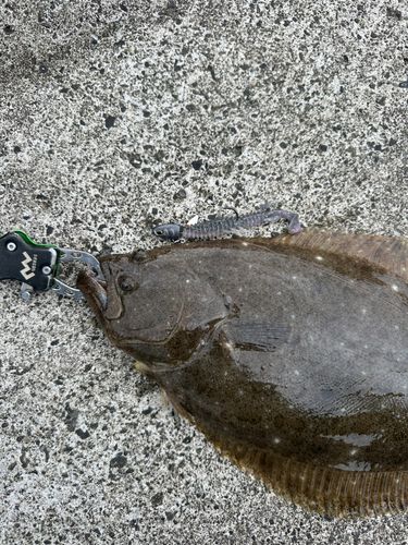 ヒラメの釣果