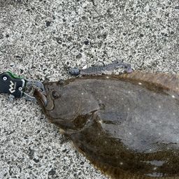 ヒラメ