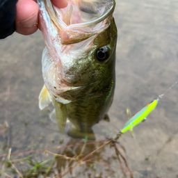 スモールマウスバス