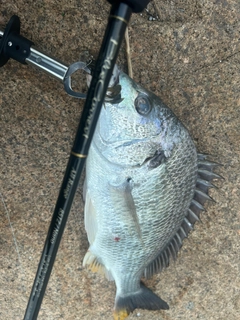 キビレの釣果