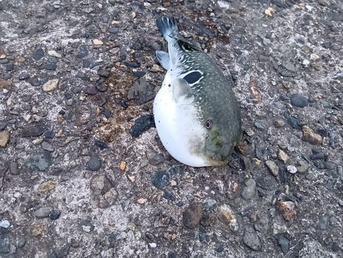 フグの釣果
